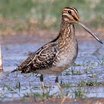 Wilson's Snipe